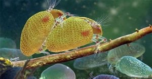 espermatozoides antiguos historia