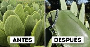 Cuero nopal1