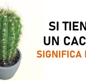 Si tienes un cactus significa mucho
