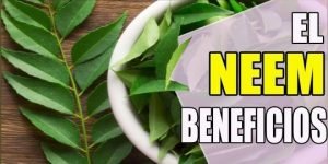 hojas de neem