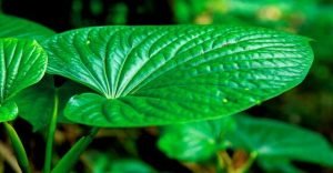 kava kava