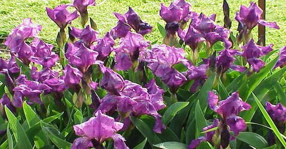 Lirio (iris germanica) – Ignis Natura