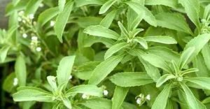 La stevia