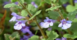 Yerba terrestre