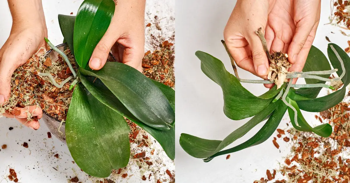 Cómo propagar una Orquídea a partir de una hoja: Guía paso a paso