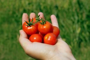 tomates-cherry