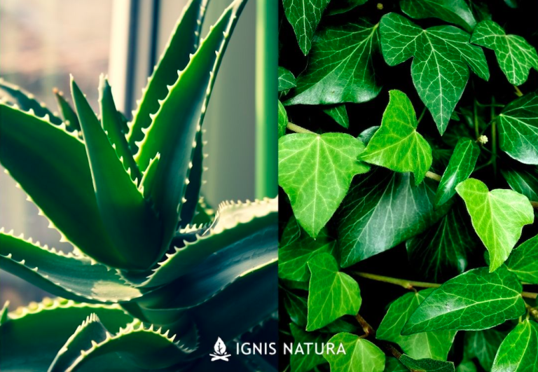plantas-absorver-humedad-casa
