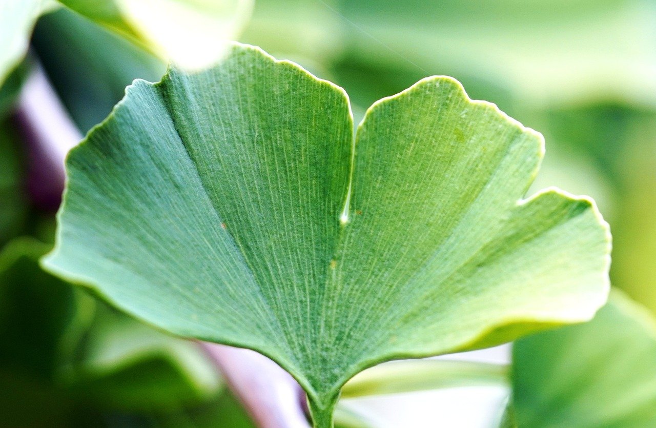 Plantas que funcionan como viagra para los hombres