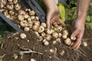 Cómo Sembrar Papas en Contenedores para una Cosecha Abundante