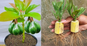 Cultivo de Aguacates en Casa por medio de Semillas y Esquejes