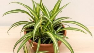 Chlorophytum comosum