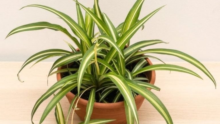 Chlorophytum comosum