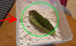 ¿Por Qué Deberías Poner Hojas de Laurel en la Harina? Secreto Revelado