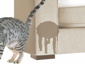 repelente caser para evitar que tu gato se orine en todas partes