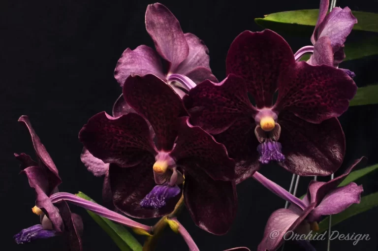 Como Cultivar una Orquídea Vanda Motes Midnight