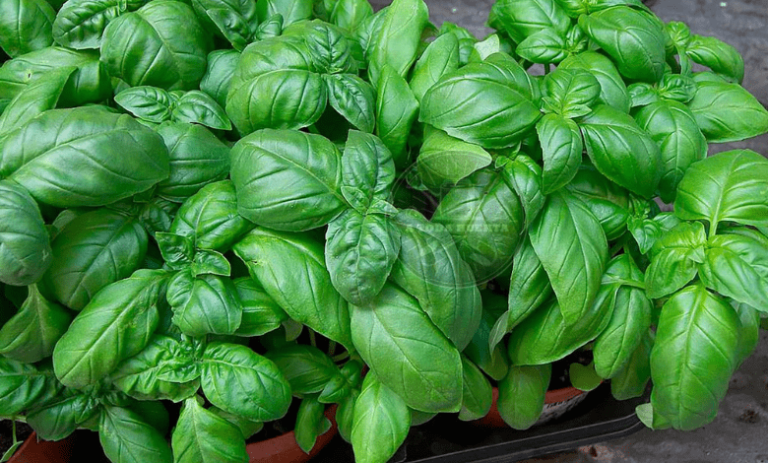 crecer-albahaca-truco