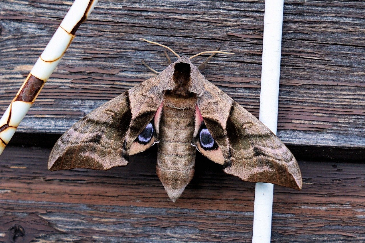 simbolismo polilla