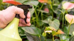 Cómo Hacer un Pesticida Orgánico con 2 Ingredientes Caseros