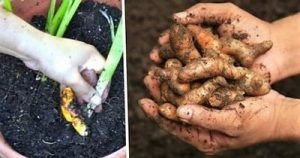 Cómo cultivar Cúrcuma en macetas, para aprovechar todos sus beneficios