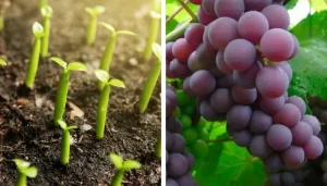 Cultivar uvas en casa no solo es gratificante, sino que también te brinda la oportunidad de disfrutar de estas deliciosas y jugosas frutas directamente desde tu propio jardín. En este artículo, exploraremos los pasos esenciales para cultivar uvas fácilmente en tu hogar, desde la elección de variedades hasta los cuidados básicos para asegurar una cosecha abundante. 1. Selecciona la Variedad Adecuada: Antes de comenzar, investiga sobre las variedades de uvas que mejor se adaptan a tu clima y preferencias. Algunas opciones populares para el cultivo en casa incluyen la Concord, Thompson Seedless o la Flame Seedless. 2. Ubicación Estratégica: Elige un lugar en tu jardín que reciba al menos 6-8 horas de luz solar directa al día. Las uvas adoran el sol y necesitan una exposición adecuada para un crecimiento saludable. 3. Prepara el Suelo: Asegúrate de que el suelo sea bien drenado y ligeramente ácido. Trabaja en compost para mejorar la fertilidad y la retención de agua. 4. Plantación de las Vides: Planta las vides de uva en primavera, asegurándote de cavar un agujero lo suficientemente grande para las raíces. Deja al menos 6 pies de espacio entre cada vid para permitir un crecimiento óptimo. 5. Riego Moderado: Mantiene el suelo uniformemente húmedo, especialmente durante la temporada de crecimiento y floración. Evita el encharcamiento, ya que las uvas no toleran suelos demasiado húmedos. 6. Podar para la Productividad: Realiza la poda en invierno para dar forma a las vides y eliminar cualquier crecimiento no deseado. Esto también favorecerá la circulación del aire y facilitará la cosecha. 7. Protección contra Plagas: Vigila posibles plagas como insectos y hongos. Puedes recurrir a métodos orgánicos o utilizar productos específicos para el control de plagas en uvas. 8. Entrenamiento de las Vides: Entrena las vides para que se expandan horizontalmente en lugar de verticalmente. Esto favorecerá la exposición al sol y permitirá una mejor maduración de las uvas. 9. Cosecha en el Momento Justo: Las uvas estarán listas para la cosecha en verano o principios de otoño, dependiendo de la variedad. Cosecha cuando las uvas estén maduras y tengan un sabor dulce. 10. Almacenamiento y Disfrute: Una vez cosechadas, puedes disfrutar de tus uvas directamente del viñedo casero. Almacena las uvas en el refrigerador para mantener su frescura y disfruta de ellas como un saludable y delicioso bocado. Conclusión: Cultivar uvas en casa es una experiencia fascinante que no solo te brinda frutas frescas, sino que también conecta con la naturaleza y te permite disfrutar de una variedad de sabores en tu propio jardín. Con estos simples pasos, estarás cultivando tus propias uvas en poco tiempo, y cada cosecha será un recordatorio dulce de tu esfuerzo y dedicación. ¡Sumérgete en esta dulce aventura vinícola y disfruta de la frescura de tus uvas cultivadas en casa!