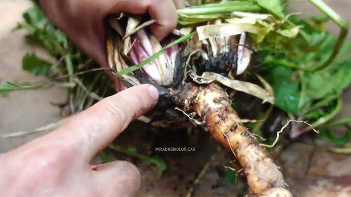 raíces del diente de león