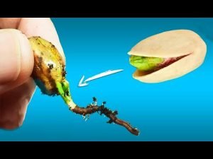 Cómo cultivar tu propio árbol de pistachos