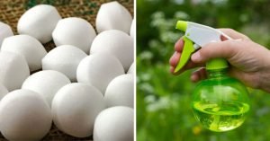 Insecticida casero para acabar con moscas, cucarachas y mosquitos