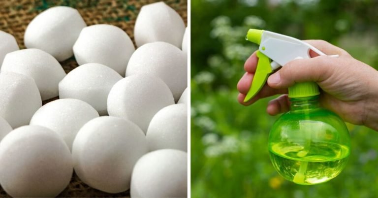 Insecticida casero para acabar con moscas, cucarachas y mosquitos
