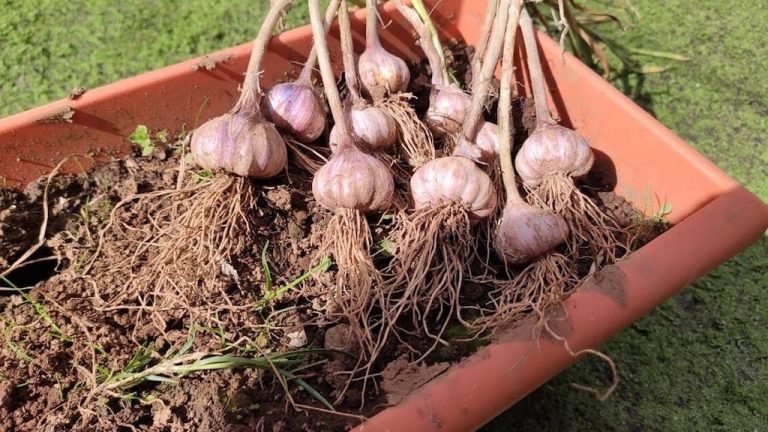 Guía sencilla para cultivar ajo en casa