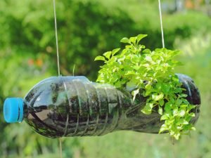 Cultivar Apio en Botellas de Plástico Reutilizadas
