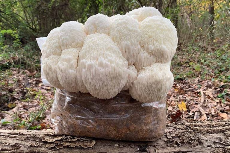 melena-de-leon-vital-fungi