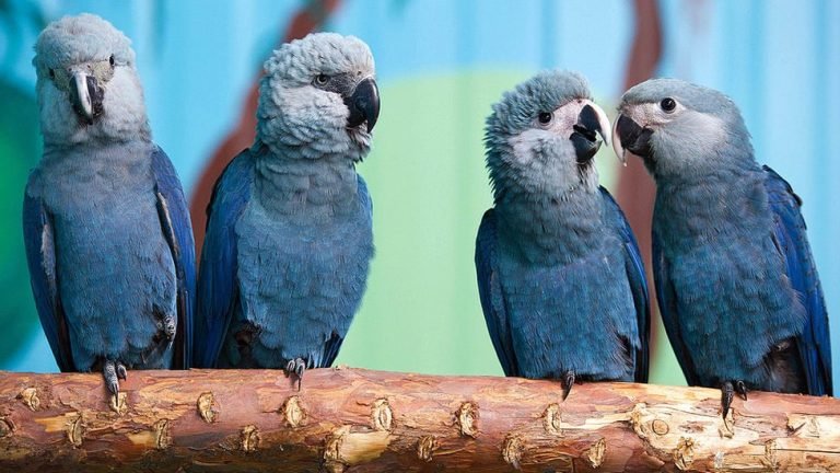 Guacamayo-azul-ignis-natura