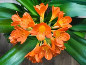 clivia-suerte-plantas-ignis-natura