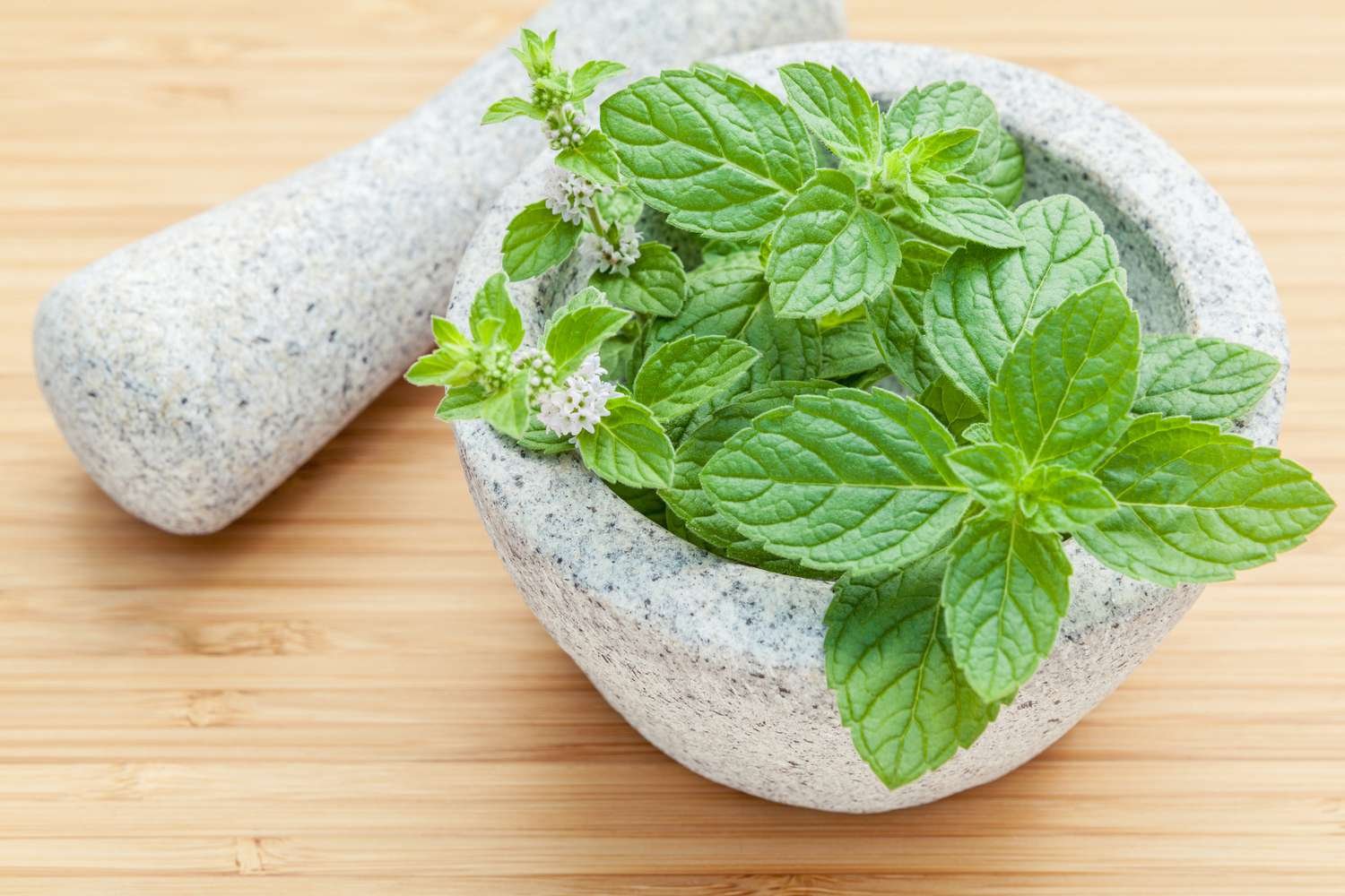 Descubre Cómo Plantar Menta en una Maceta y Disfruta de su Aroma en Toda tu Casa