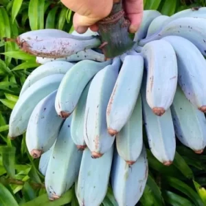 bananas-azules-ignis-natura