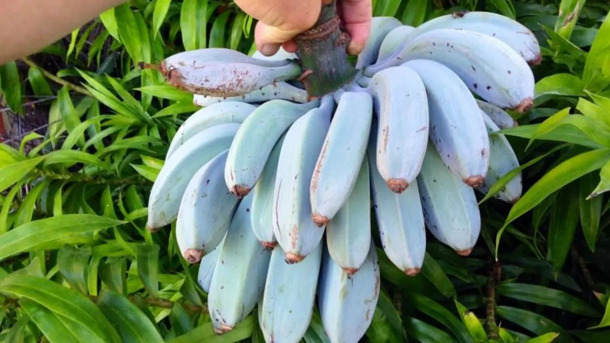 Banana Azul: El Sabor de Helado de Vainilla con Increíbles Beneficios y Cómo Cultivarla