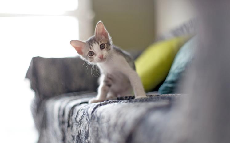 5 Soluciones Efectivas para Evitar que los Gatos se Orinen en Casa