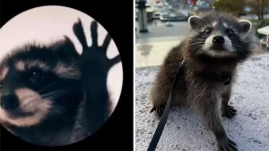 mapache-pedro-viral-mascota-ignis-natura