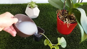 Agua-de-arroz-plantas-beneficios-ignis-natura