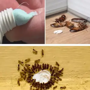 truco-casero-hormigas-ignis-natura