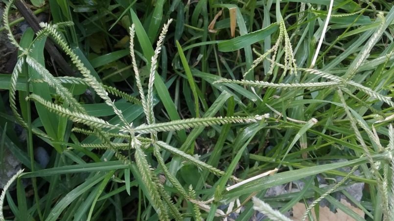 eleusine-indica-ignis-natura