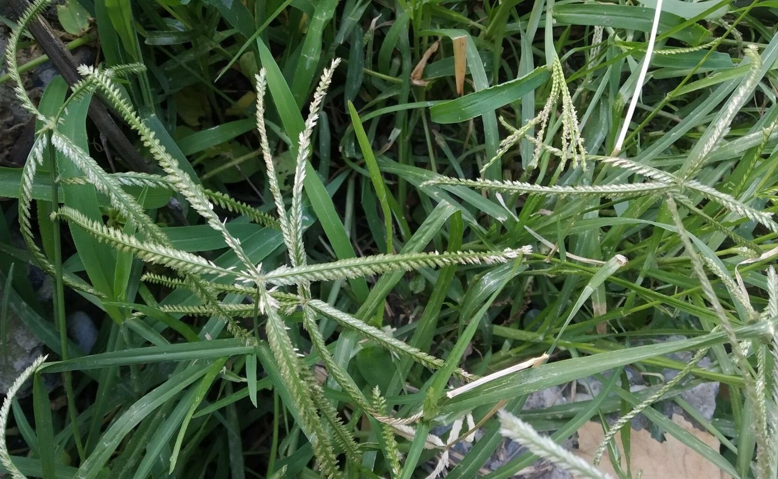 Eleusine indica: La Planta Desconocida que Crece en tu Patio y sus Increíbles Beneficios