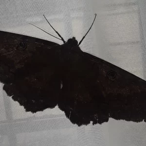 mariposas-negras-casa-significado-ignis-natura