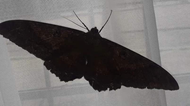 mariposas-negras-casa-significado-ignis-natura