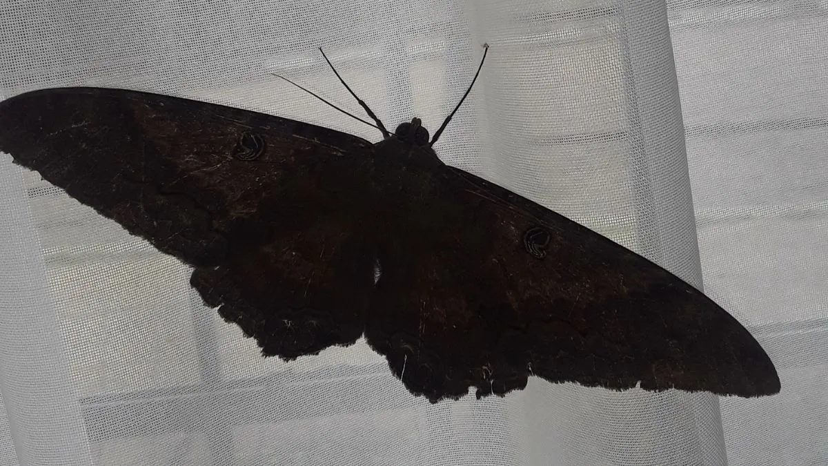 mariposas-negras-casa-significado-ignis-natura