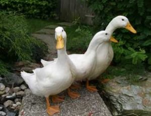 porque-no-dar-pan-patos-gansos-ignis-natura