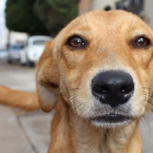 perro-hogar-simbolismo-guardian-ignis-natura