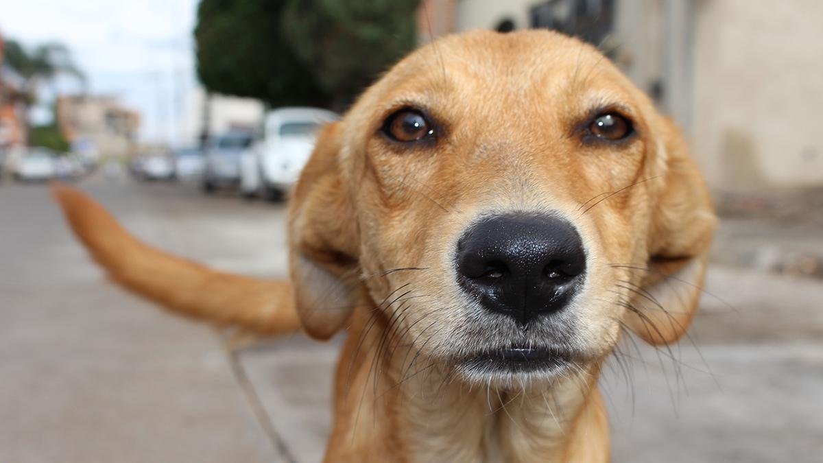 ¿Qué significa que un perro llegue a tu casa y no se quiera ir?