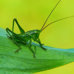 Por-qué-los-grillos-son-un-símbolo-de-buena-suerte-ignis-natura