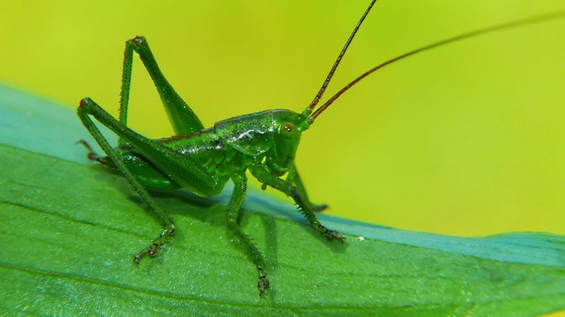 Por-qué-los-grillos-son-un-símbolo-de-buena-suerte-ignis-natura